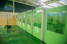 Row of lime green kennels. The bottom half of the gates are solid to reduce fence-fighting. The top half of the gates are glass for clear visualization into the kennels. The first kennel in the row is an extra large kennel, so there is a panel next to the gate. The panel also has glass on the top half. A happy guest is smiling for the picture. The dark green floors pair nicely with the lime green kennels. At the end of the row of kennels are some tan panels, these make up the indoor play yard. Tv Lg