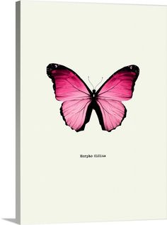 a pink butterfly sitting on top of a white wall next to a black framed photo