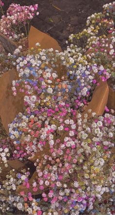 an aerial view of flowers growing in the ground