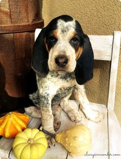 a dog sitting on top of a wooden chair next to pumpkins and squashes