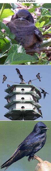 birds are sitting on top of bird houses