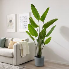 a living room with a white couch and large green plant in the middle of it