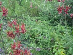 some very pretty red flowers by the side of a dirt road and bushes with green leaves on it