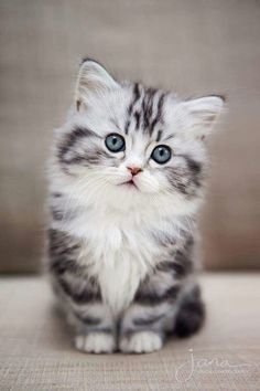 a small gray and white kitten with blue eyes sitting on top of a floor next to a wall