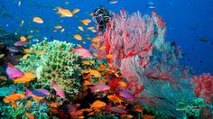 colorful corals and tropical fish in the ocean