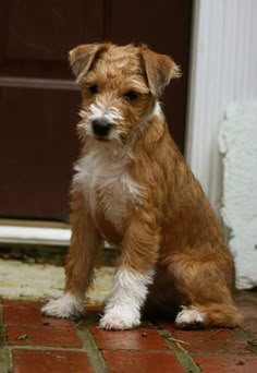 a small brown and white dog sitting on top of a brick floor next to a door