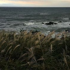 the ocean is choppy with waves coming in to shore and grass blowing in the foreground