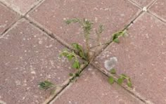 a plant growing out of the middle of a tile floor in front of a brick wall