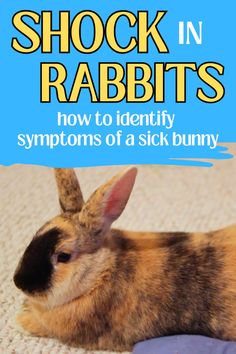 a rabbit laying on the floor with text overlay reading shock in rabbits how to identify symptoms of a sick bunny