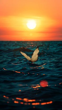 a white bird flying over the ocean at sunset