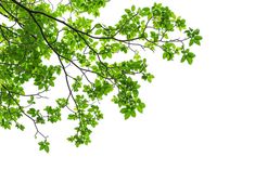 green leaves are on the branches of a tree, against a white background with space for text