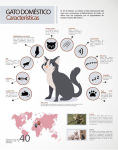 infograficacions de gato domestico para la catorma