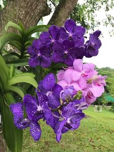 purple flowers are growing on the side of a tree