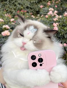 a cat is holding a pink camera in it's paws and has its tongue out