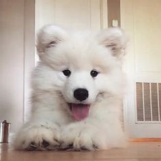 a small white dog laying on top of a hard wood floor next to a door