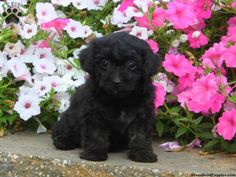 a small black puppy sitting in front of some pink and white petunia flowers