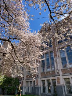 a person walking in front of a building with cherry blossoms on the trees and grass