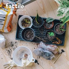 plants and seedlings are sitting on a tray