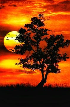 the sun is setting behind a lone tree