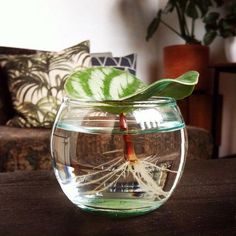 a plant in a fish bowl filled with water on a table next to a couch