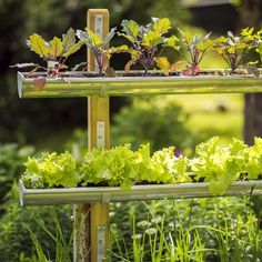 an outdoor garden with various plants growing in the planter boxes and on top of each other