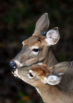 two deer standing next to each other on a field