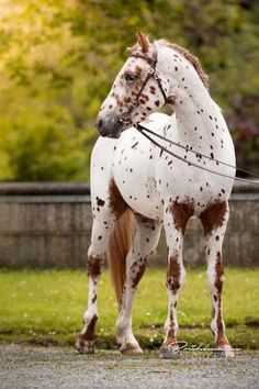 a white and brown spotted horse standing on top of a grass covered field with trees in the background