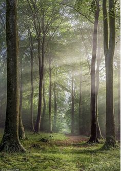 the sun is shining through the trees in the forest