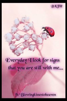 a ladybug sitting on top of a flower with the caption, everyday look for signs that you are still with me