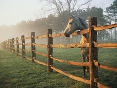 a horse standing behind a wooden fence