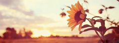 a sunflower in the foreground with a sunset in the backround behind it