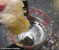 STUDENT ACTIVITY: Cleaning up oil in water.  In this activity, students experiment with oil in water. They observe the effects of oil in water and then attempt to clean up the oil using various sorbents. They also observe what happens when a chemical dispersant is added to the oil in the water and have a go at cleaning oil off bird feathers. Oil In Water, Student Activities, Earth Science, In Water, Bird Feathers, 2nd Grade, Pollution