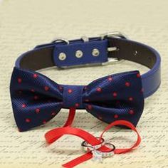 a blue bow tie with red polka dots on it and a matching dog collar is shown