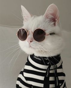 a white cat wearing sunglasses and a black and white striped shirt with the word hot on it