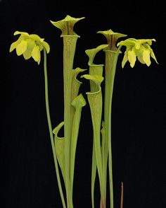 three tall yellow flowers with green stems in front of a black background on the left and right side