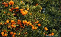 an orange tree with lots of ripe oranges growing on it's branches and leaves