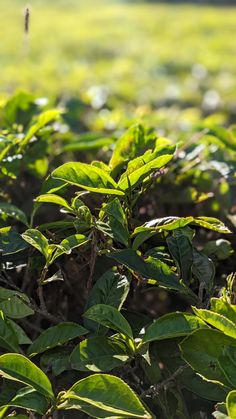 a small bird sitting on top of a green bush filled with leaves in the sun