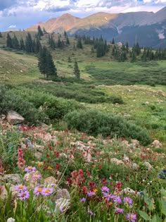 wildflowers and other flowers in the mountains