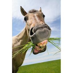 a horse with its mouth open and grass in it's mouth