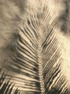 the shadow of a palm tree leaf on sand