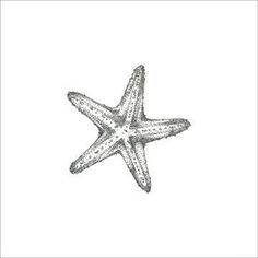 a drawing of a starfish on a white background