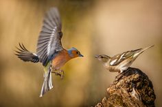 two small birds flying next to each other on top of a tree stump in the woods