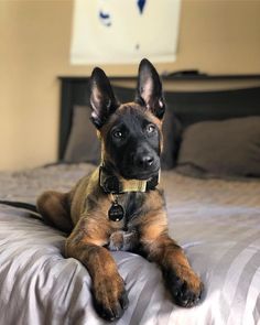 #malinois #belgianmalinois #dogsofpinterest #workingdog #malinoislove #malinoisofinstagram #malinoislife #malinoisnation #malinoisworld #malinoispuppy #malinoisoftheday #malinoisgram #malinoislovers #malinoisfamily #malinoiscommunity #malinoisobsessed #malinoisdog #malinoisdaily #malinoisclub #malinoisbreed #malinoispower #malinoisstrong #malinoisadventures #malinoismania #malinoisrule #malinoispride #malinoisnationals #malinoisbeauty #malinoisfun #malinoisstyle Dutch Shepherd Dog, Belgian Malinois Puppies, Belgium Malinois, Malinois Puppies, Army Dogs, Belgian Malinois Dog, Zombie Hunter, Malinois Dog, Belgian Shepherd