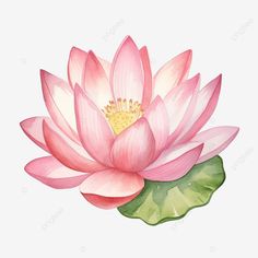 watercolor lotus flower watercolor lotus flower png Lotus Flower Reference, Lotus Flower Sticker, Watercolor Flower Drawing, Lotus Flower Png, Lotus Watercolor Painting, Lotus Flower Illustration, Lotus Flower Watercolor, Lotus Clipart, Lotus Illustration