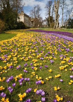 a field full of purple and yellow flowers