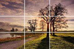 four different pictures with trees in the middle and water at the bottom, along with grass on both sides