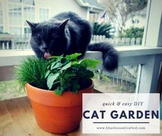 a black cat sitting in a potted plant with the words, quick and easy cat garden