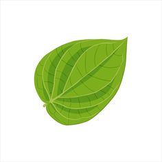 a green leaf on a white background