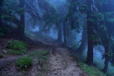 a trail in the middle of a forest with trees on both sides and foggy skies above