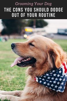 a golden retriever wearing an american flag bandana with the caption, grooming your dog the cons you should dodge out of your routine